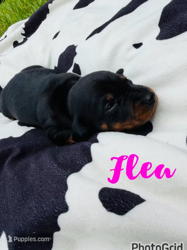 Flea – Miniature Dachshund puppy for sale in Sebring, FL