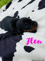 Flea, a female Miniature Dachshund for sale in Sebring, FL – 1 of 1