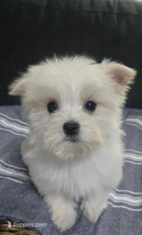 Lily – Maltese puppy for sale in Toledo, OH