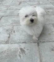 Lily, a female Maltese for sale in Toledo, OH – Photo 2 of 3