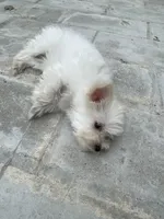 Lily, a female Maltese for sale in Toledo, OH – Photo 3 of 3