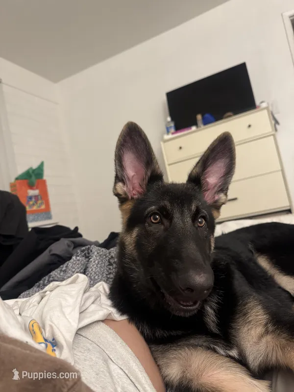 Draco  – German Shepherd Dog puppy for sale in Phoenix, AZ