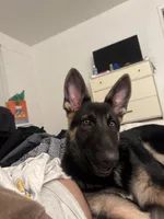Draco , a male German Shepherd Dog for sale in Phoenix, AZ – 1 of 1