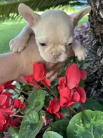 Goldie, a female French Bulldog for sale in San Jose, CA – Photo 2 of 5