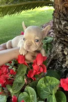 Goldie, a female French Bulldog for sale in San Jose, CA – Photo 1 of 5