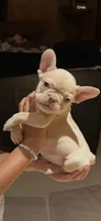 Goldie, a female French Bulldog for sale in San Jose, CA – 5 of 7