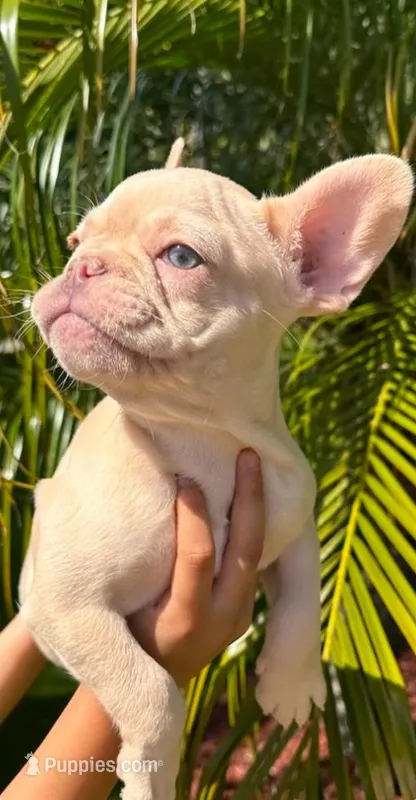 Goldie – French Bulldog puppy for sale in San Jose, CA