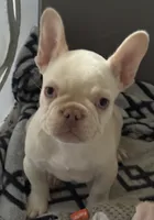 Thor, a male French Bulldog for sale in San Jose, CA – 7 of 9