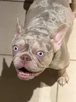 Thor, a male French Bulldog for sale in San Jose, CA – Photo 6 of 7