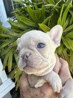 Thor, a male French Bulldog for sale in San Jose, CA – Photo 2 of 7