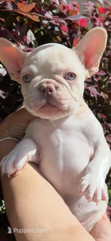 Thor – French Bulldog puppy for sale in San Jose, CA