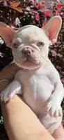 Thor, a male French Bulldog for sale in San Jose, CA – 1 of 9
