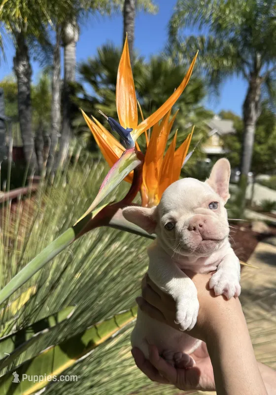 Thor – French Bulldog puppy for sale in San Jose, CA