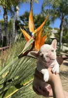 Thor, a male French Bulldog for sale in San Jose, CA – Photo 1 of 7