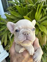 Thor, a male French Bulldog for sale in San Jose, CA – Photo 4 of 7