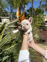 Thor, a male French Bulldog for sale in San Jose, CA – Photo 5 of 7
