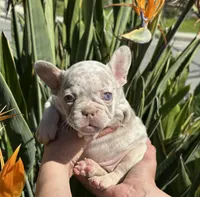 Bailey, a female French Bulldog for sale in San Jose, CA – Photo 2 of 8