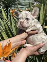 Bailey, a female French Bulldog for sale in San Jose, CA – Photo 6 of 8