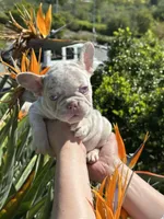 Bailey, a female French Bulldog for sale in San Jose, CA – Photo 4 of 8