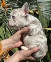 Bailey, a female French Bulldog for sale in San Jose, CA – Photo 3 of 8