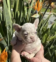 Bailey, a female French Bulldog for sale in San Jose, CA – Photo 1 of 8
