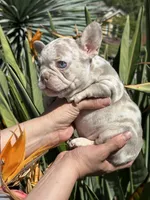 Bailey, a female French Bulldog for sale in San Jose, CA – Photo 5 of 8