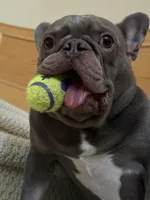 Sapphire, a female French Bulldog for sale in San Jose, CA – Photo 6 of 7