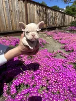 Sapphire, a female French Bulldog for sale in San Jose, CA – Photo 4 of 7