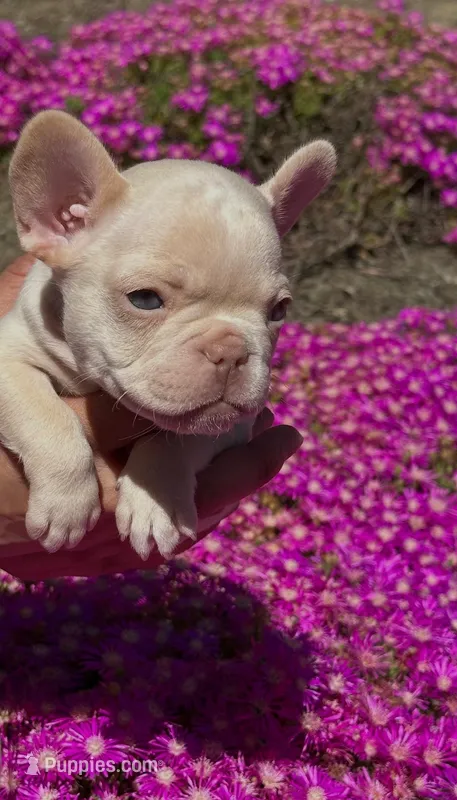 Sapphire – French Bulldog puppy for sale in San Jose, CA