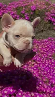 Sapphire, a female French Bulldog for sale in San Jose, CA – Photo 1 of 7