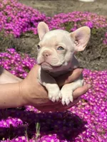 Sapphire, a female French Bulldog for sale in San Jose, CA – Photo 3 of 7