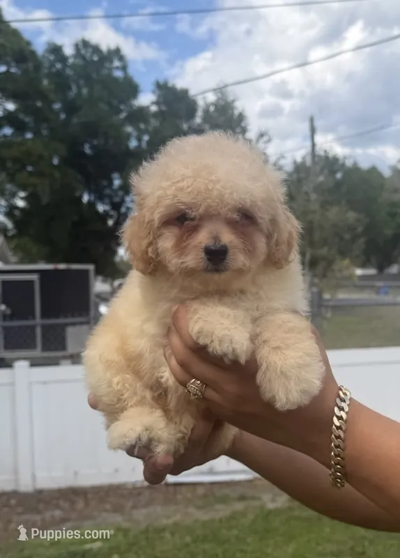Toypoodle  – Poodle - Toy  puppy for sale in Fort Myers, FL