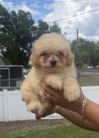 Toypoodle , a male Poodle - Toy  for sale in Fort Myers, FL – 1 of 1