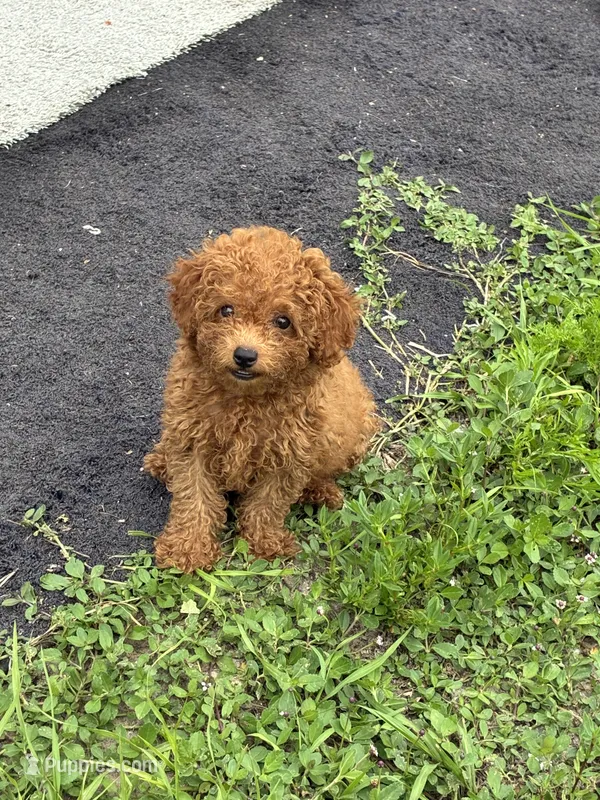Toypoodle  – Poodle - Toy  puppy for sale in Clearwater, FL