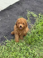 Toypoodle , a female Poodle - Toy  for sale in Clearwater, FL – 2 of 2