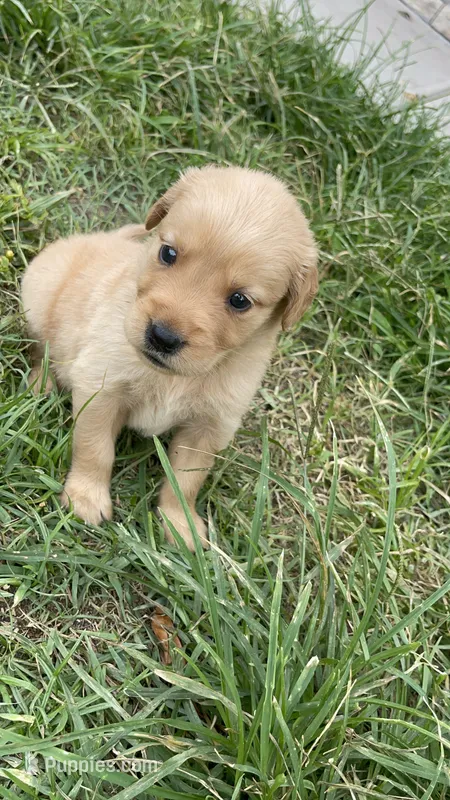 Golden Retriver  – Golden Retriever puppy for sale in Clearwater, FL