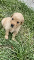 Golden Retriver , a male Golden Retriever for sale in Clearwater, FL – 1 of 4