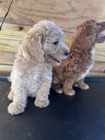 Mini goldendoodle , a male Goldendoodle for sale in Fort Myers, FL – Photo 2 of 2