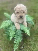 Maltipoo, a female Maltipoo for sale in Clearwater, FL – 1 of 2