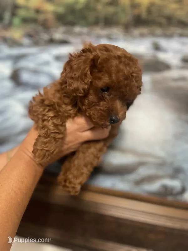 Toypoodle  – Poodle - Toy  puppy for sale in Clearwater, FL