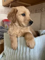 Puppy , a male Golden Retriever for sale in Fort Myers, FL – Photo 3 of 3