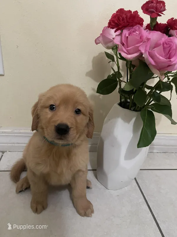 Puppy , a male Golden Retriever for sale in Fort Myers, FL – Photo 1 of 3