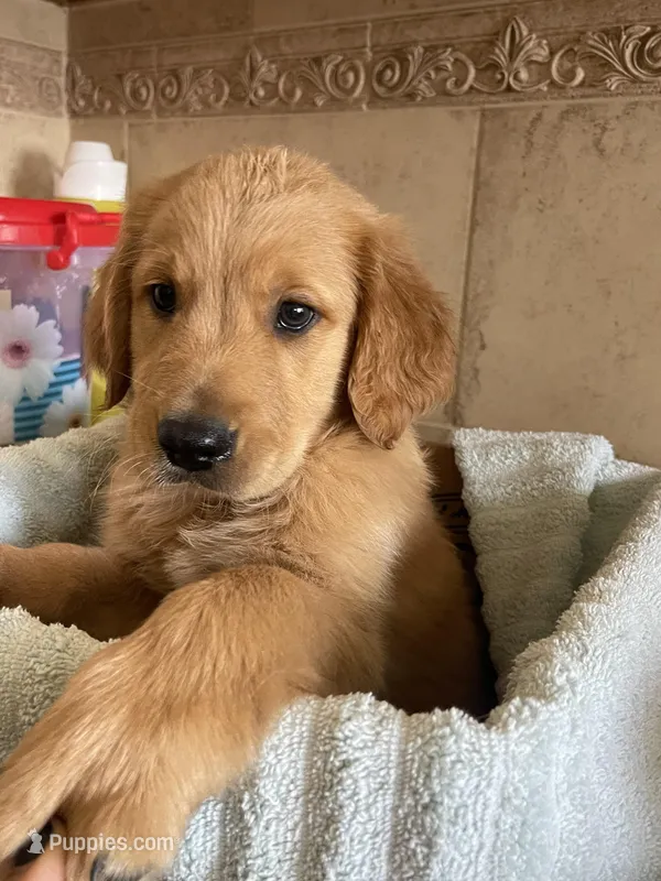 Puppy  – Golden Retriever puppy for sale in Fort Myers, FL