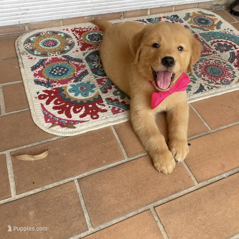 Golden retriever  – Golden Retriever puppy for sale in Fort Myers, FL