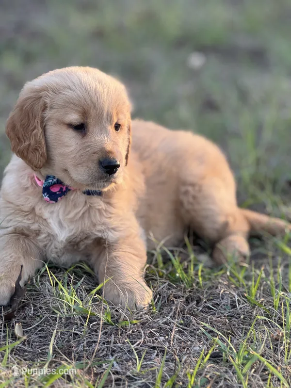 Golden retriever  – Golden Retriever puppy for sale in Clearwater, FL
