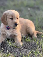 Golden retriever , a female Golden Retriever for sale in Clearwater, FL – 1 of 1