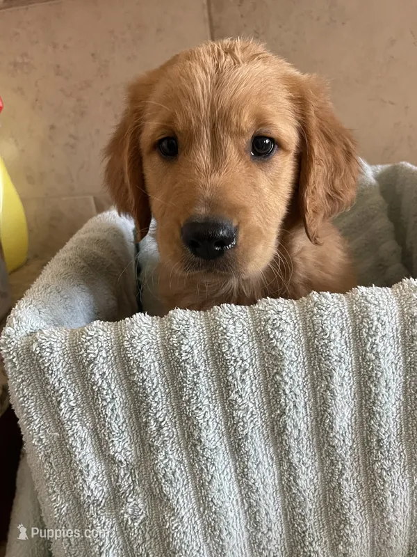 Golden retriever  – Golden Retriever puppy for sale in Clearwater, FL