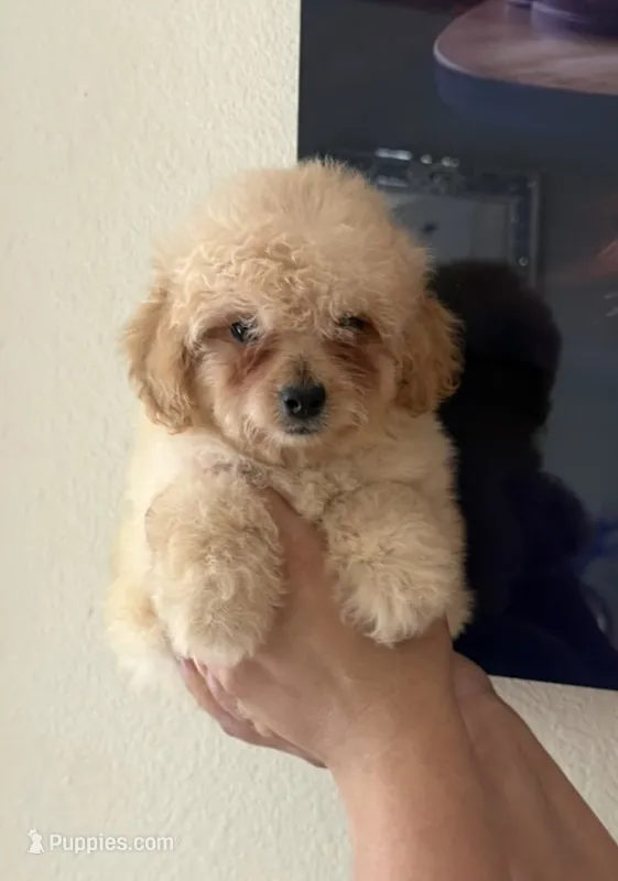 Toypoodle  – Poodle - Toy  puppy for sale in Fort Myers, FL