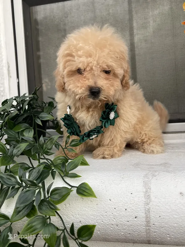 Maltipoo – Maltipoo puppy for sale in Clearwater, FL