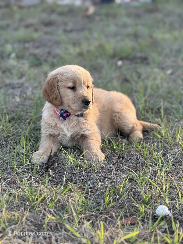 Golden  – Golden Retriever puppy for sale in Fort Myers, FL